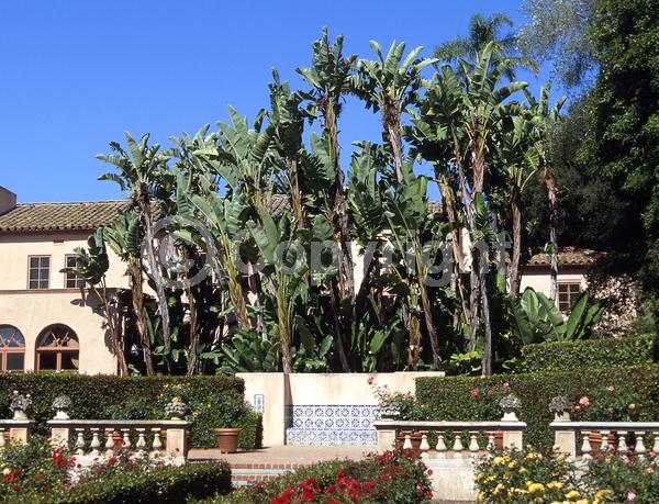 Purple blooms; White blooms; Evergreen; Broadleaf