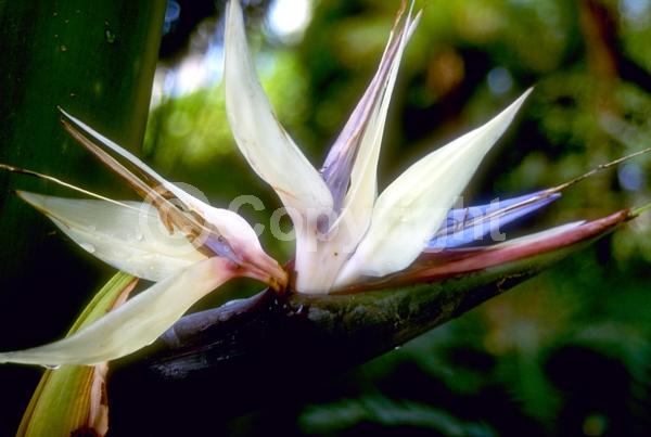 Purple blooms; White blooms; Evergreen; Broadleaf