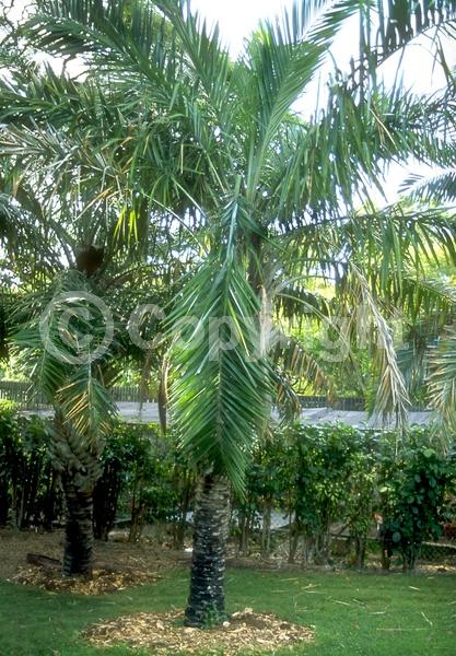 White blooms; Evergreen