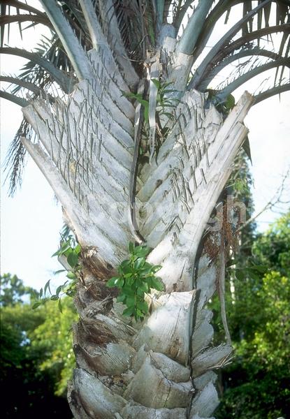 White blooms; Evergreen
