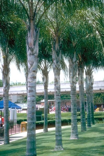 White blooms; Evergreen