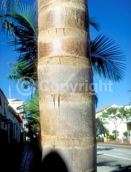 White blooms; Evergreen