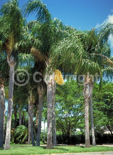 White blooms; Evergreen