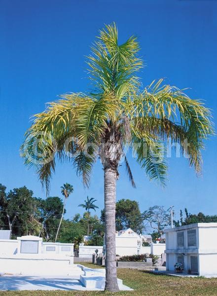 White blooms; Evergreen