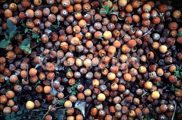 White blooms; Evergreen