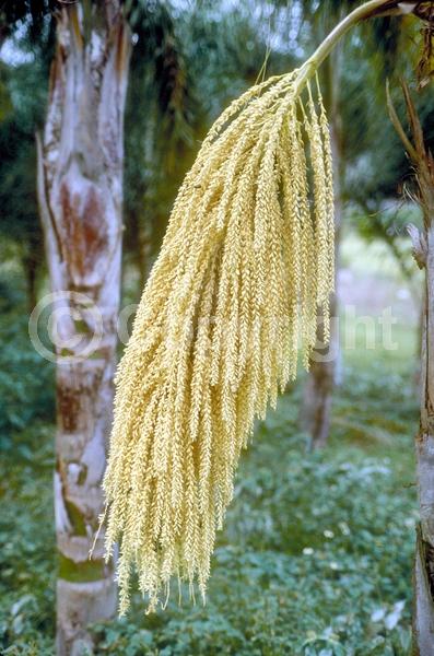 White blooms; Evergreen