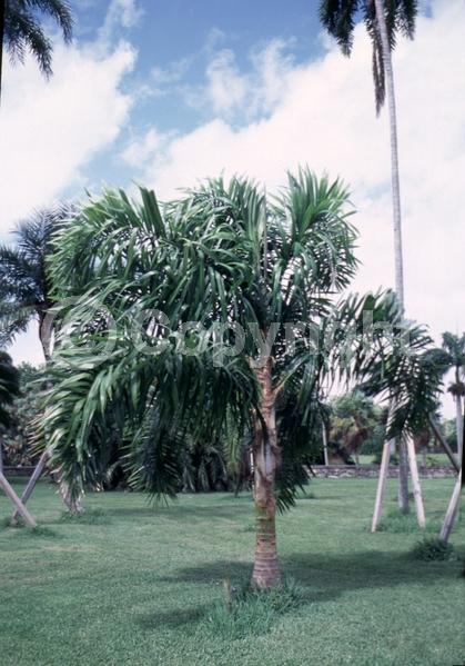 White blooms; Evergreen