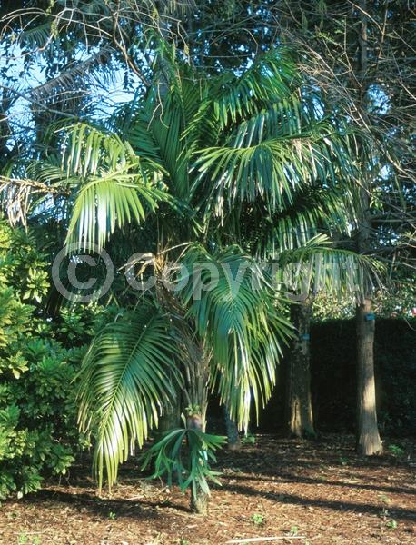 White blooms; Evergreen