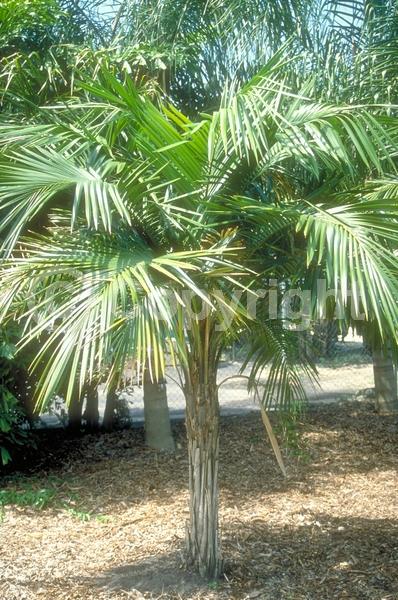 White blooms; Evergreen