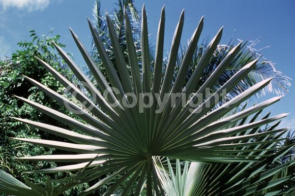 White blooms; Evergreen; Broadleaf