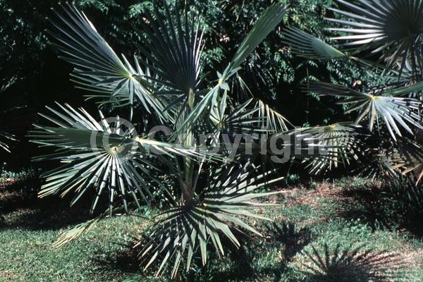 White blooms; Evergreen; Broadleaf