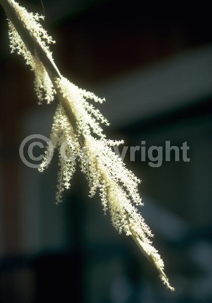 White blooms; Evergreen; Broadleaf; North American Native