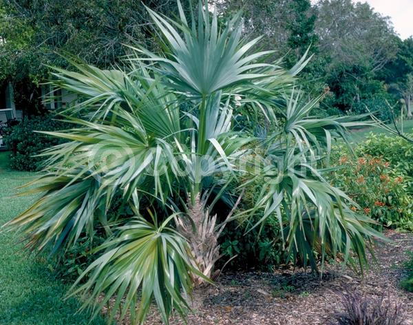 White blooms; Evergreen; Broadleaf; North American Native