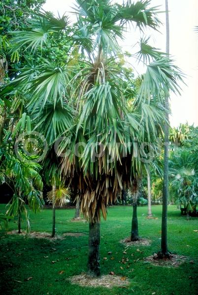 White blooms; Evergreen; Broadleaf; North American Native