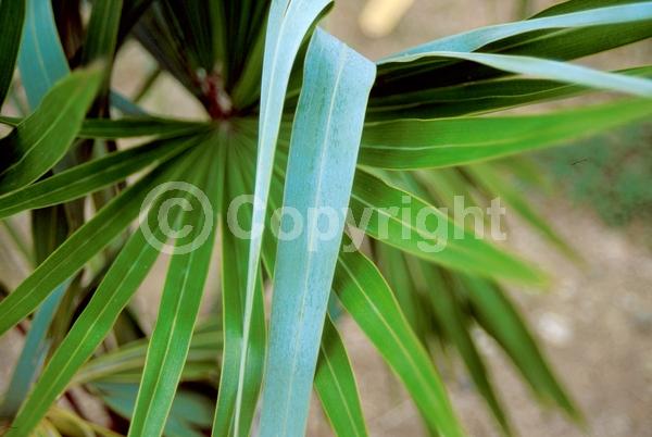 White blooms; Evergreen; Broadleaf; North American Native