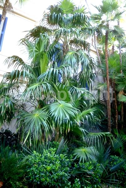White blooms; Evergreen; Broadleaf; North American Native
