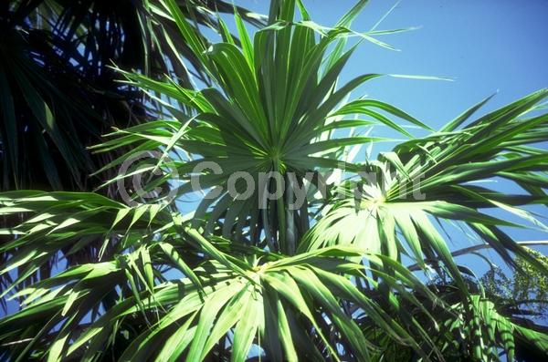 White blooms; Evergreen; Broadleaf; North American Native