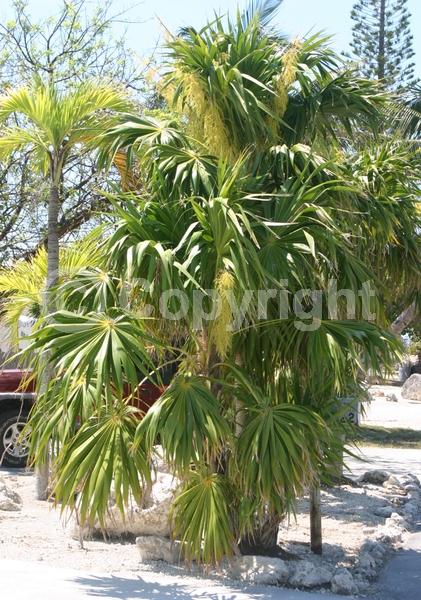 White blooms; Evergreen; Broadleaf; North American Native