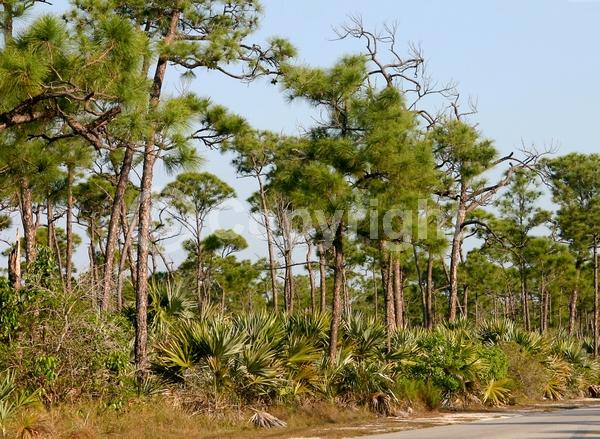 White blooms; Evergreen; Broadleaf; North American Native