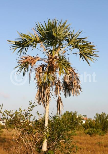 White blooms; Evergreen; Broadleaf; North American Native