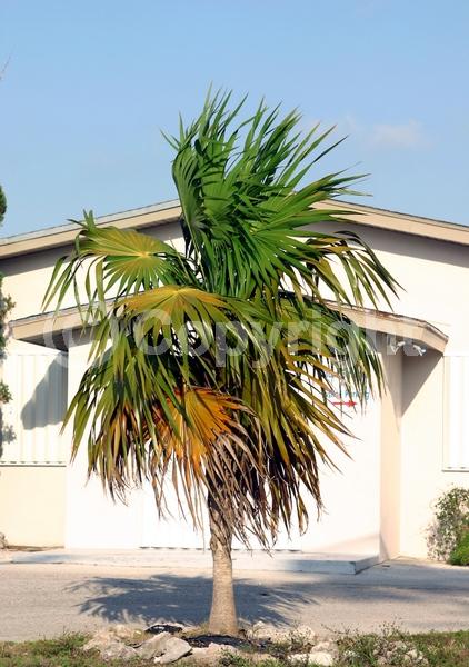 White blooms; Evergreen; Broadleaf; North American Native