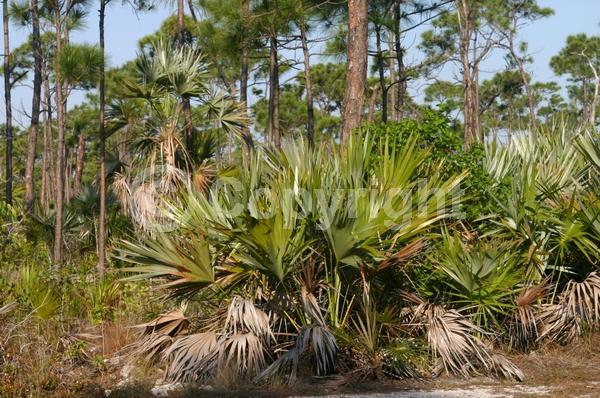 White blooms; Evergreen; Broadleaf; North American Native