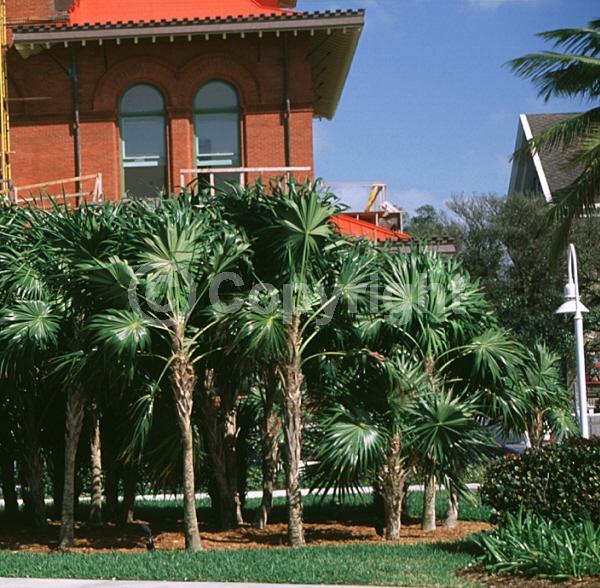 White blooms; Evergreen; Broadleaf; North American Native