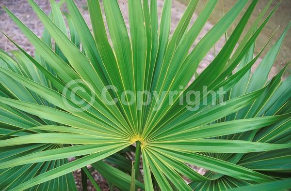 White blooms; Evergreen; Broadleaf; North American Native