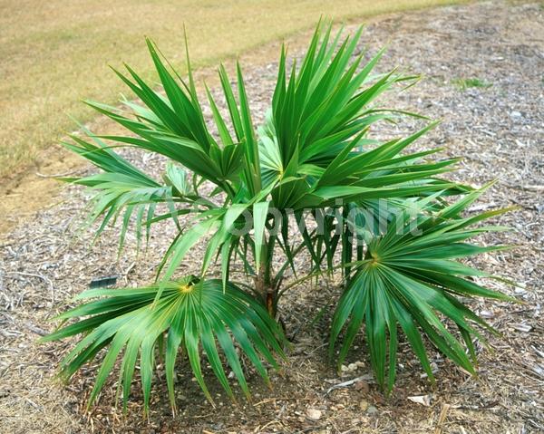 White blooms; Evergreen; Broadleaf; North American Native
