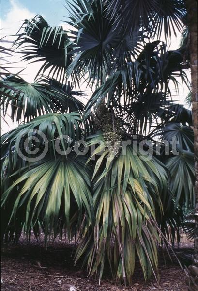 White blooms; Evergreen; Broadleaf; North American Native