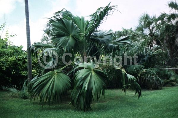 White blooms; Evergreen; Broadleaf; North American Native