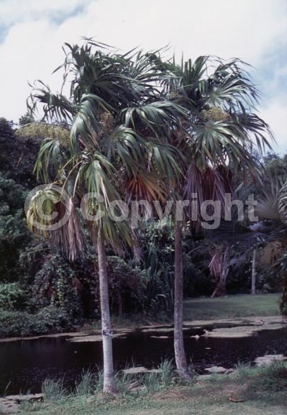 White blooms; Evergreen; Broadleaf; North American Native