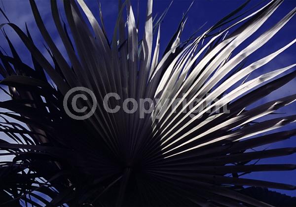 White blooms; Evergreen; Broadleaf; North American Native