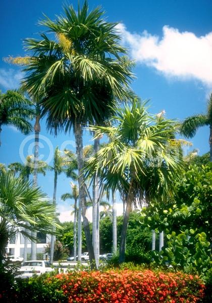 White blooms; Evergreen; Broadleaf; North American Native