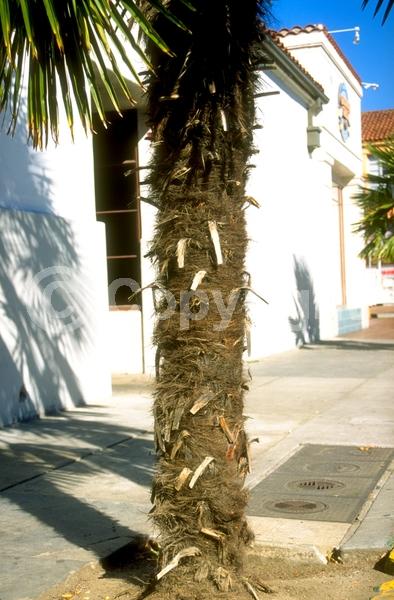 Yellow blooms; White blooms; Evergreen; Broadleaf