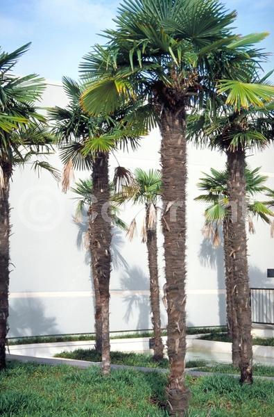 Yellow blooms; White blooms; Evergreen; Broadleaf