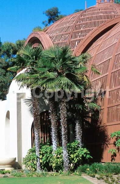 Yellow blooms; White blooms; Evergreen; Broadleaf