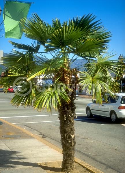 Yellow blooms; White blooms; Evergreen; Broadleaf