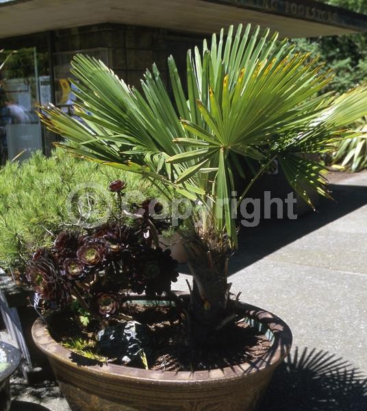 Yellow blooms; White blooms; Evergreen; Broadleaf