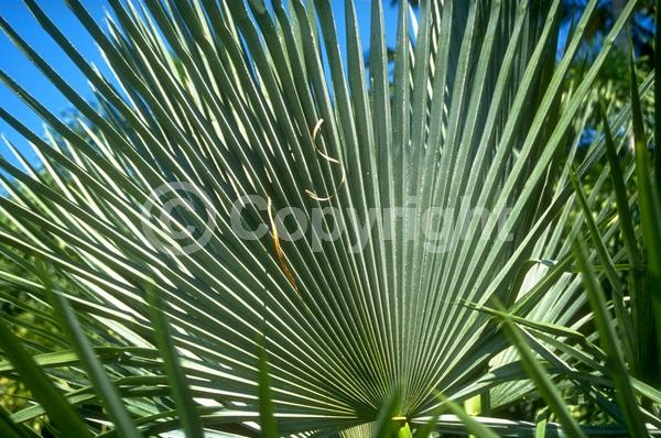 White blooms; Evergreen; Broadleaf