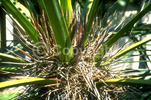 White blooms; Evergreen; Broadleaf