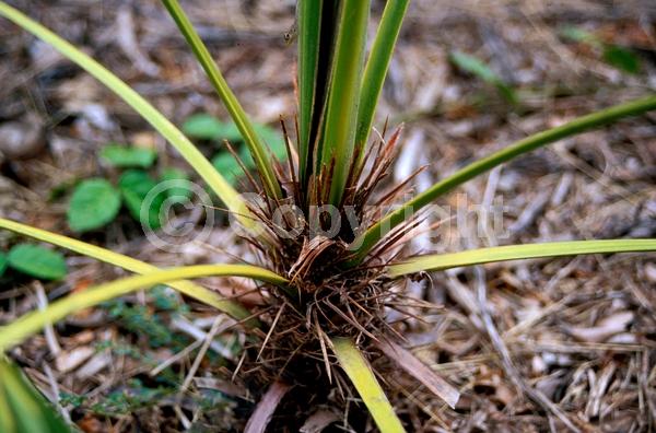 White blooms; Evergreen; Broadleaf