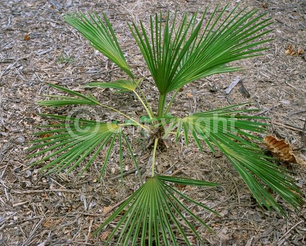 White blooms; Evergreen; Broadleaf