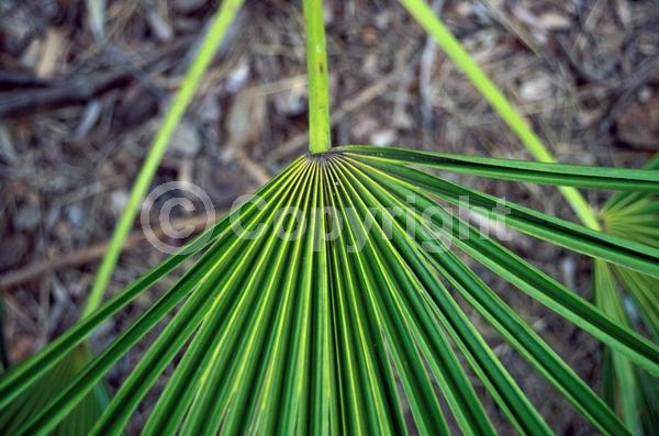 White blooms; Evergreen; Broadleaf