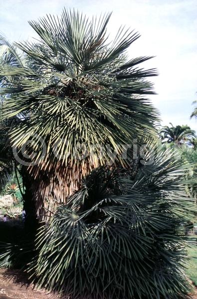White blooms; Evergreen; Broadleaf