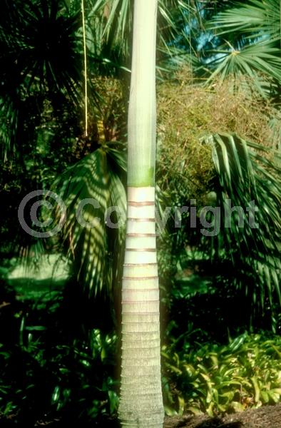 Yellow blooms; White blooms; Evergreen