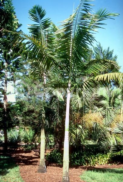 Yellow blooms; White blooms; Evergreen
