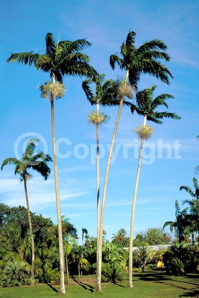 Yellow blooms; White blooms; Evergreen