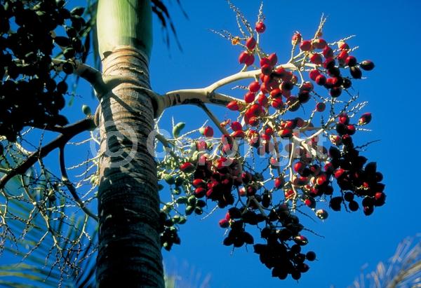 Yellow blooms; White blooms; Evergreen