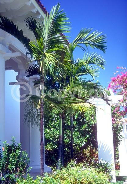 Yellow blooms; White blooms; Evergreen